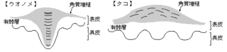イラスト.gif