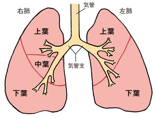 肺.jpg